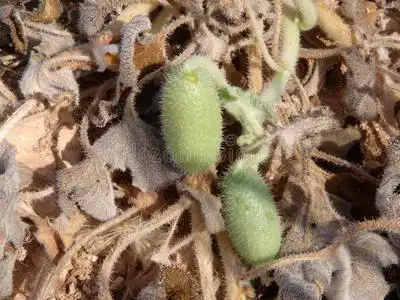 西西里植物群喷瓜属西洋苦瓜汁植物照片