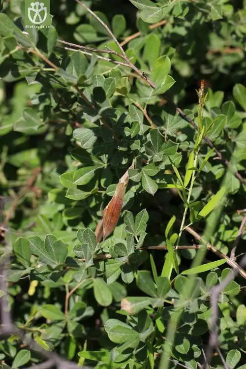 毛掌叶锦鸡儿(caragana leveillei) (1).