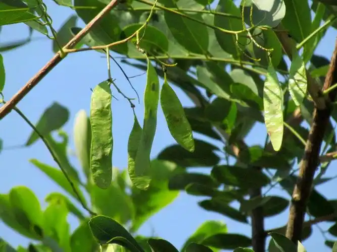 农村砍檀树来当柴烧,却不知道它是高档家具的原料,价值很高__财经头条