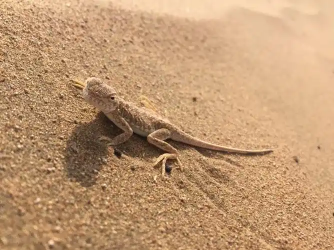 沙漠里经常可以见到的萌萌哒小蜥蜴