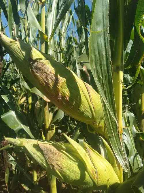 秋天,在庄稼地里的玉米成熟了远远的望去就像一片金色的海洋