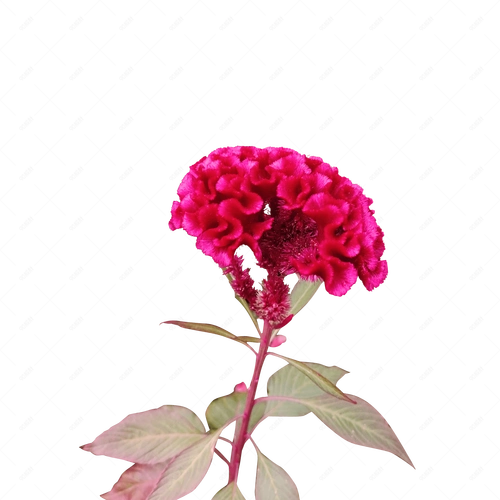 秋季鲜艳红色鸡冠花艳丽色大气png