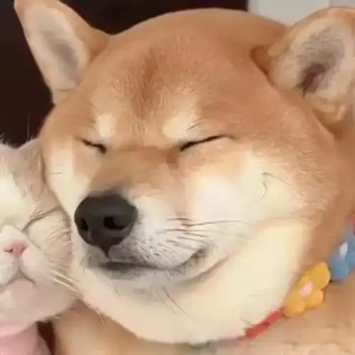 情侣#情侣头像  #动物  #情头  #可爱  #情侣头像分享  #我的猫