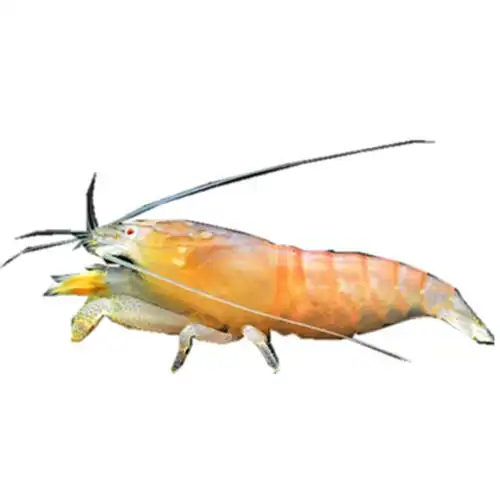 网球非洲淡水巨人巨网草虾观赏清洁活体工具虾