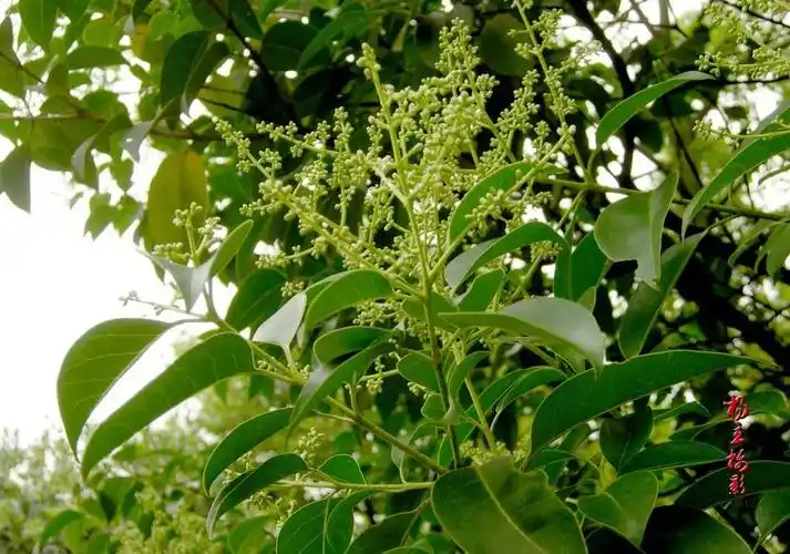 有谁知道这叫什么树?它是一种风景树? 谢谢大家_百度知道