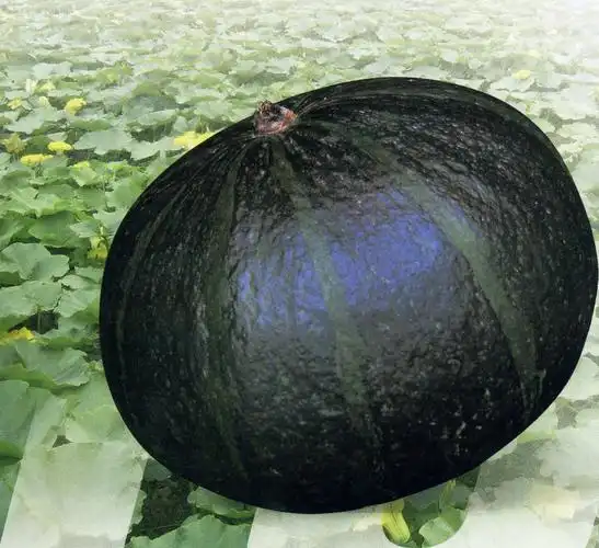供应黑哥—南瓜种子