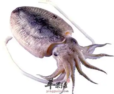 墨鱼的营养价值