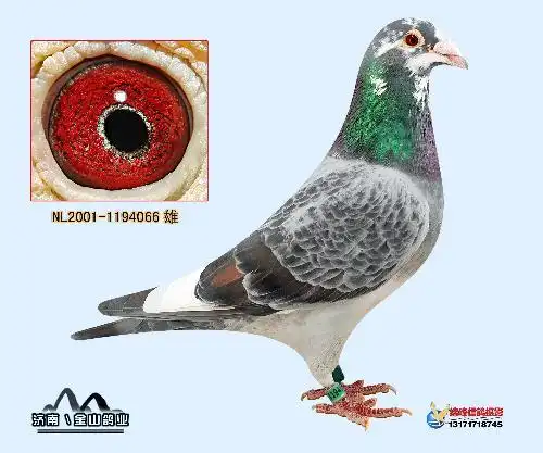 我想看看慕利门信鸽