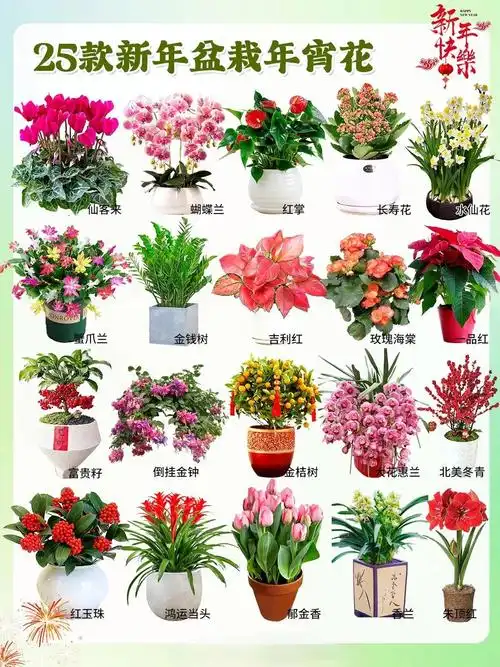 过年常见配花及绿植