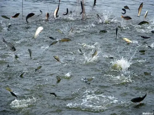 经验丨秋季鱼类催肥长膘好时节 鱼塘管理要注意! - 养殖技术 - 通心粉