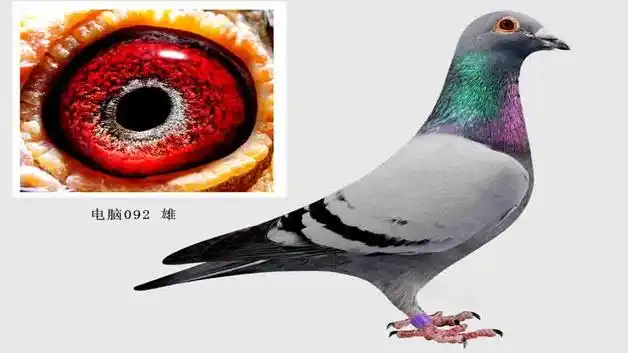 脏灰信鸽的特点是什么