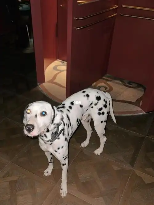 细狗都有胸肌你呢