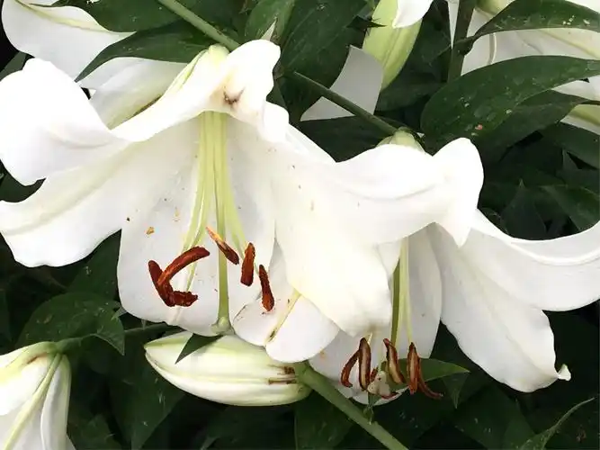 其它 百合开啦  园内大片的不同品种的百合花,姹紫嫣红,香气袭人!