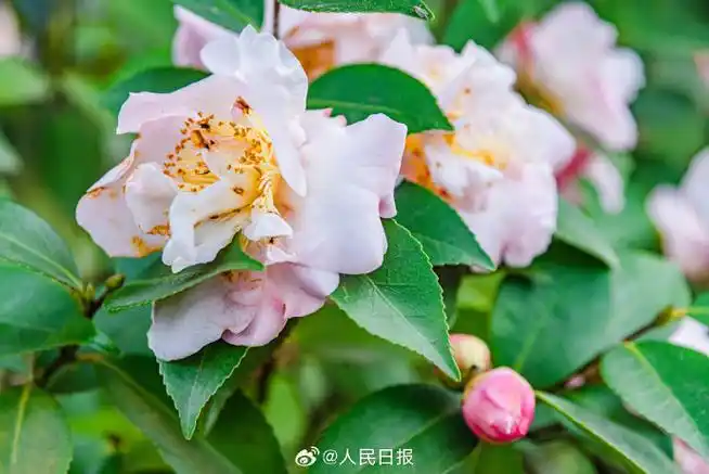 #江西赣州山茶花盛开#