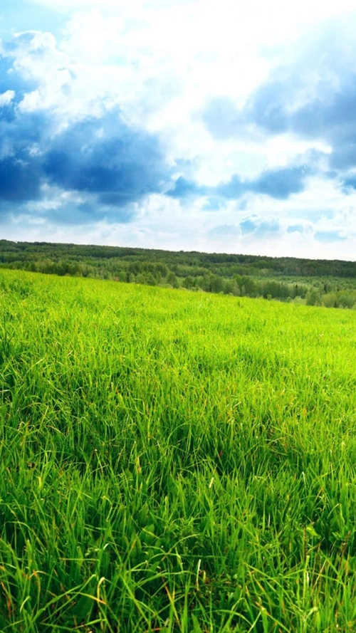 蓝天下的草原h5背景