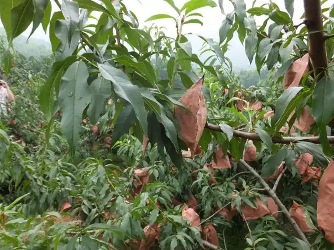 桃树上生长出来的一种东西,它可是女人难得的补品, 胃寒胃疼克星!