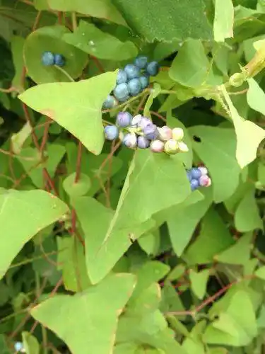 有一种藤蔓植物带刺,果实未成熟是绿色的成熟后变成五颜六色(不记得有