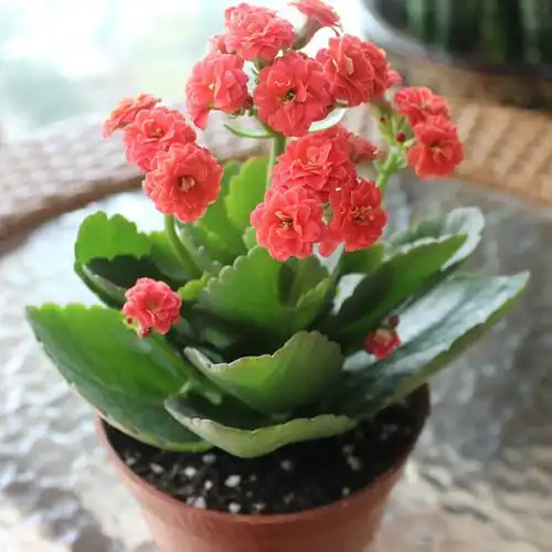 大吉大利重瓣长寿花成品开花大苗特价18元一株