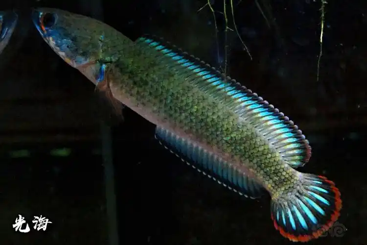 记录一下我的酒红雷龙2021