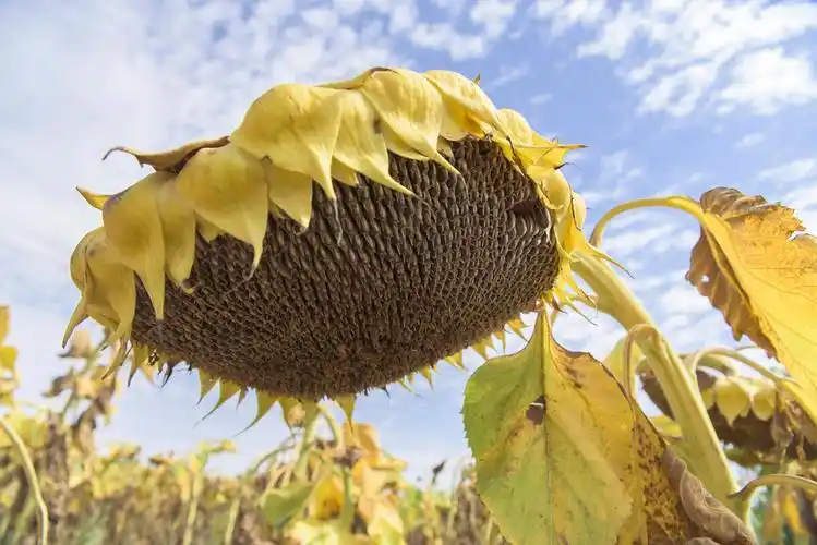 白于山区的葵花熟了