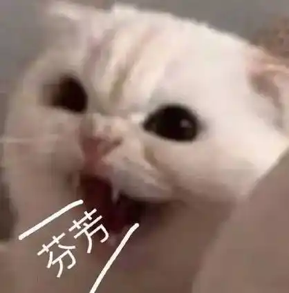 猫咪_口吐_芬芳表情