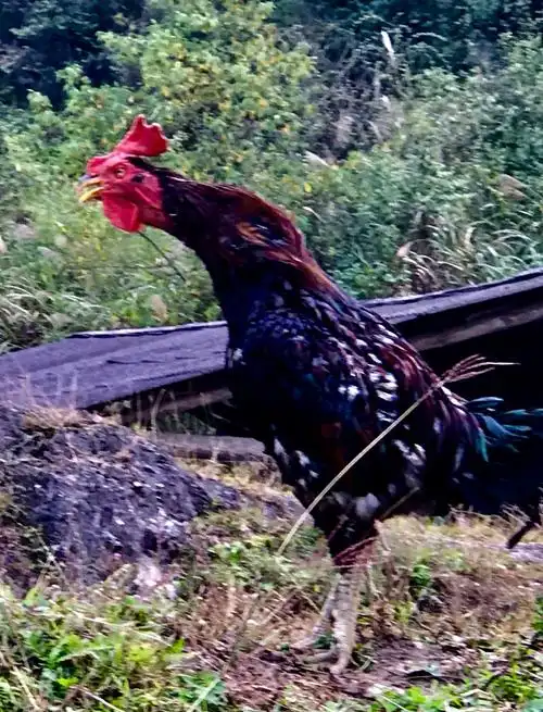 公鸡啼鸣,怒发冲冠