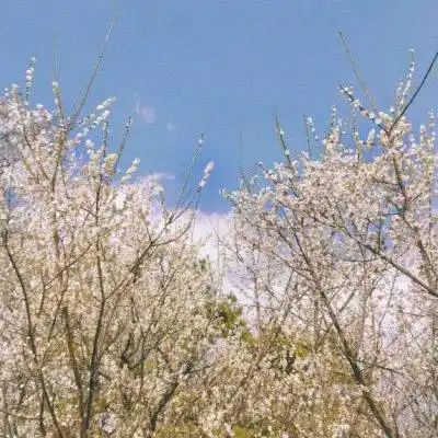 风景微信头像图片大全花真实花朵图片适合老人做微信头像