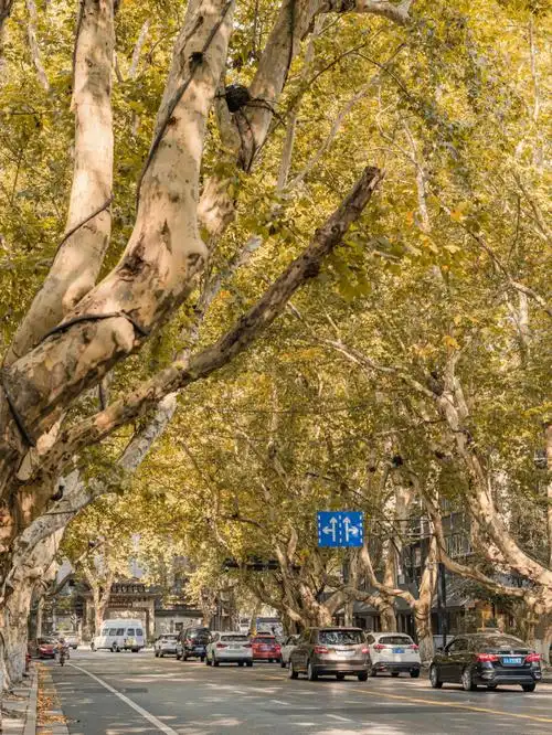 杭州绝美南山路