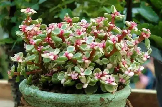 花卉养殖小课堂金枝玉叶能暴晒太阳吗