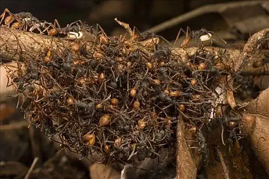 行军蚁,工人,形态,桥,小路,生物群,穿过,科罗拉多岛,巴拿马