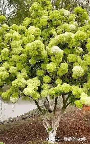 中华木绣球花作为我国一个本土的花卉,它在南北方地区都有养护.