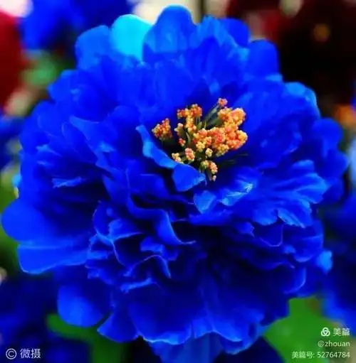 洛阳牡丹甲天下