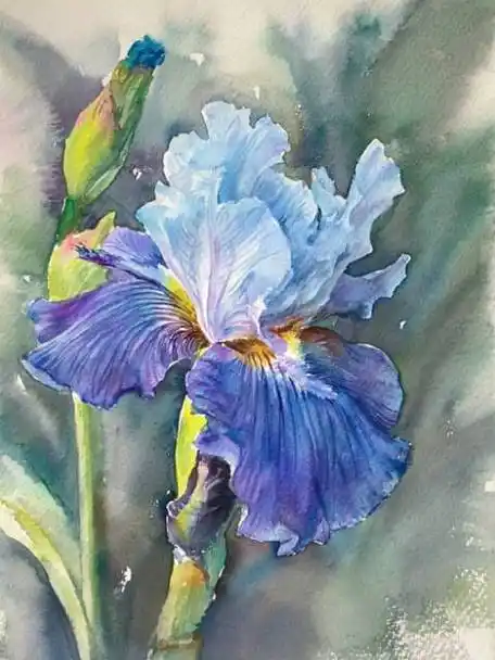 水彩《蓝色鸢尾花》