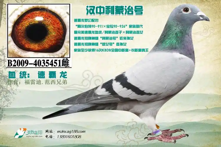 信鸽特征编 号:92500鸽 名:速霸龙利蒙治号直孙女451羽 色:灰白条眼
