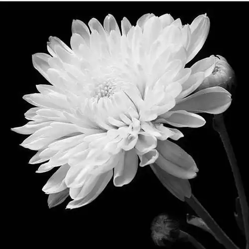 从一粒沙看世界,从一朵花看天堂,我们永远不会忘记他,我们永远怀念他