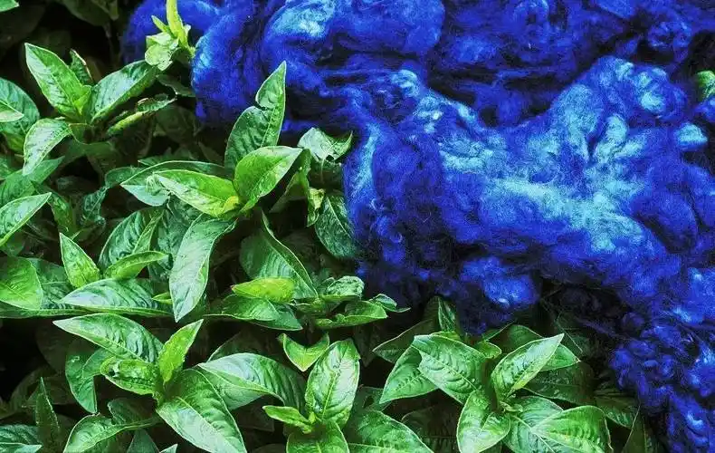 朴素优雅的蓝草