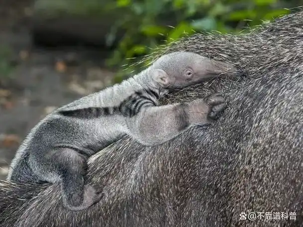 认识食蚁兽,一种专吃蚂蚁的动物,吃成自己名字