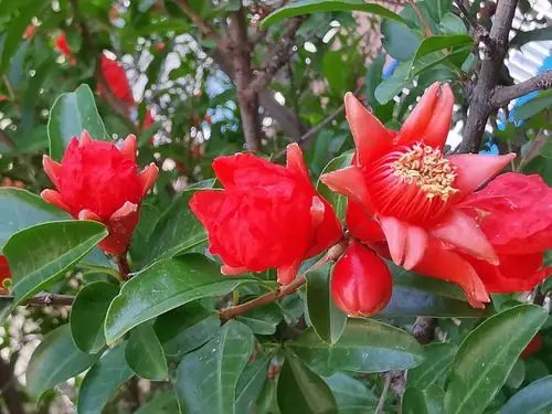 火红耀眼的石榴花,好好漂亮.