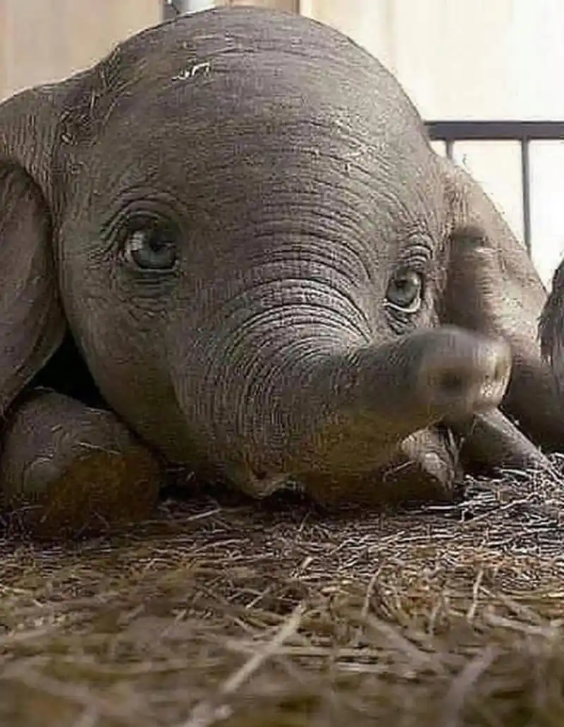 原来小象的表情这么可爱,和小飞象的一模一样!