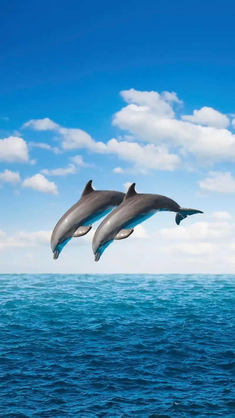 手机壁纸 海豚
