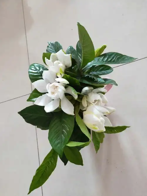 坚持日更324~今天没有摘桅子花