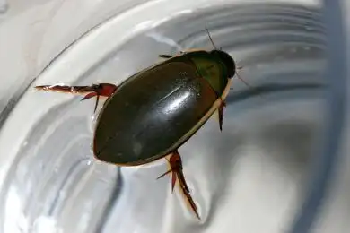 黄边大龙虱特写 黄边大龙虱