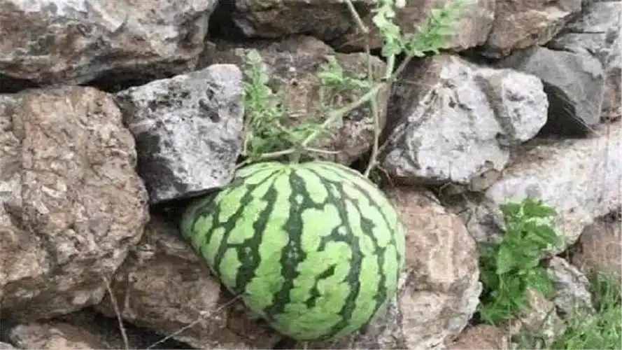 男子在石头缝里看到一个西瓜,准备摘回家,看清之后,很感动