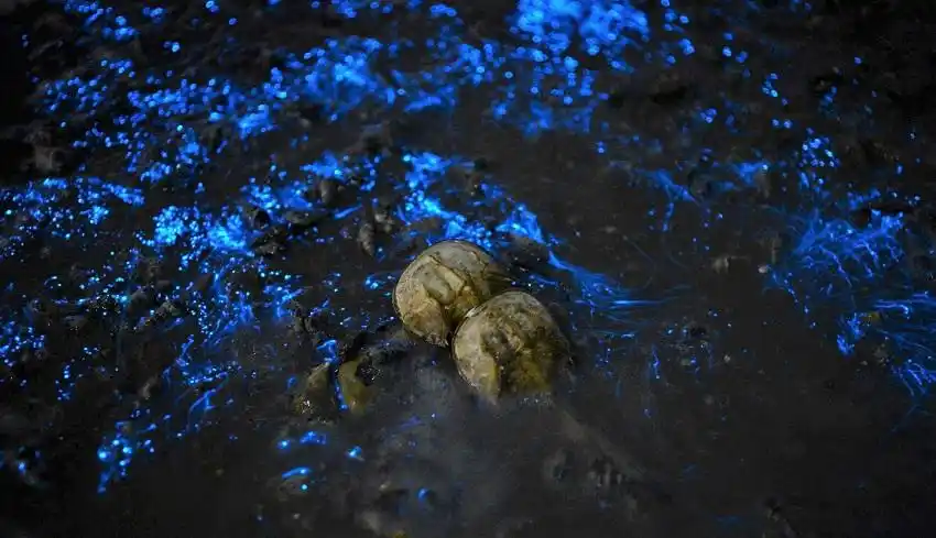 「蓝眼泪」主要来自涡鞭毛藻的夜光虫,受到海浪及自然风惊扰后而发出