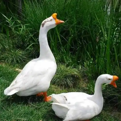 活水散养老鹅活禽每只810斤