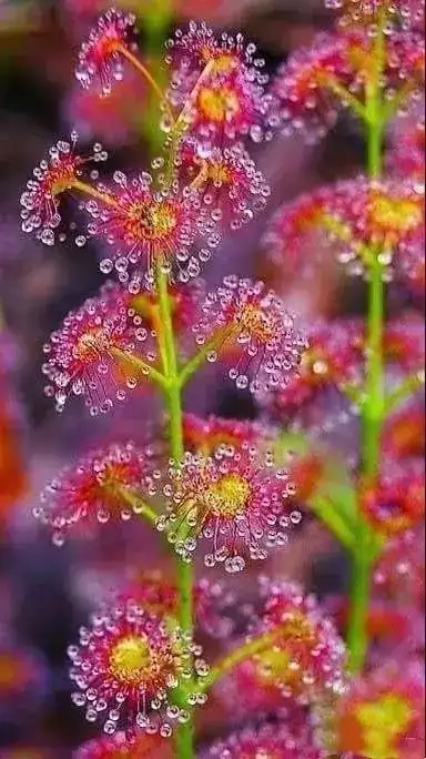 奇花异草,大美世界!