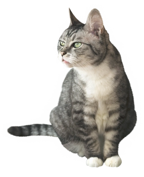 png透明免抠图动物素材—可爱的小猫咪(之一28p)