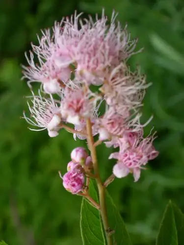 日月峡中草药275粉花绣线菊1