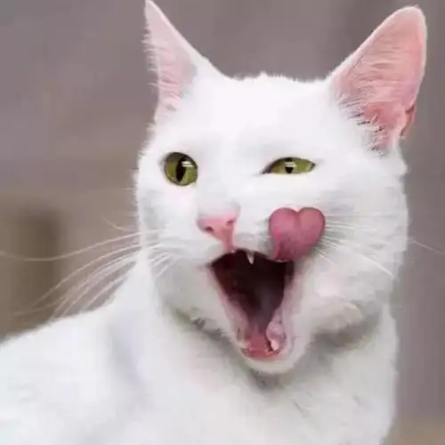 头像gif情侣gif搞怪gif猫咪gif萌宠gif