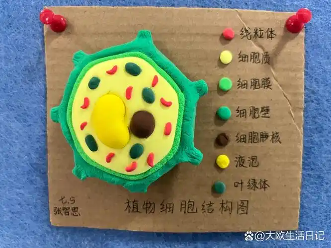 指尖上的生命艺术之植物细胞模型 新一轮作品来了,学生们的思维和动手